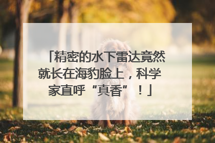 精密的水下雷达竟然就长在海豹脸上，科学家直呼“真香”！