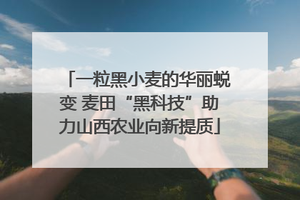 一粒黑小麦的华丽蜕变 麦田“黑科技”助力山西农业向新提质