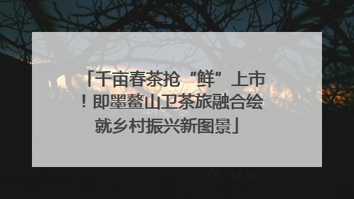 千亩春茶抢“鲜”上市！即墨鳌山卫茶旅融合绘就乡村振兴新图景