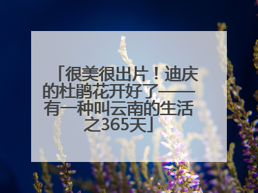 很美很出片！迪庆的杜鹃花开好了——有一种叫云南的生活之365天