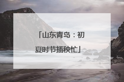 山东青岛：初夏时节插秧忙