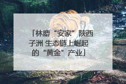 林麝“安家”陕西子洲 生态链上崛起的“黄金”产业