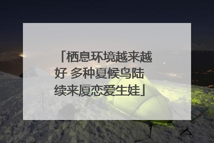 栖息环境越来越好 多种夏候鸟陆续来厦恋爱生娃