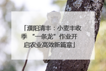 濮阳清丰：小麦丰收季 “一条龙”作业开启农业高效新篇章