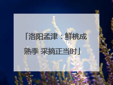 洛阳孟津：鲜桃成熟季 采摘正当时