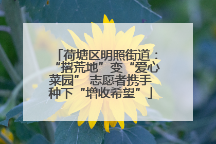 荷塘区明照街道：“撂荒地”变“爱心菜园” 志愿者携手种下“增收希望”