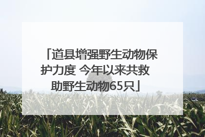 道县增强野生动物保护力度 今年以来共救助野生动物65只