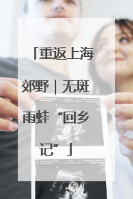 重返上海郊野｜无斑雨蛙“回乡记”