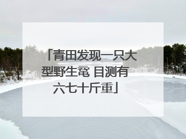 青田发现一只大型野生鼋 目测有六七十斤重