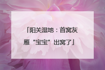 阳关湿地：首窝灰雁“宝宝”出窝了