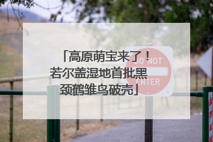 高原萌宝来了！若尔盖湿地首批黑颈鹤雏鸟破壳